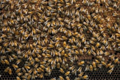 养蜂如何避免蜂王外逃，可安装防逃片或使用囚王笼