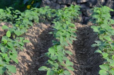 早春毛豆为何结荚少以及防治方法,温差过大会影响花芽分化和结荚