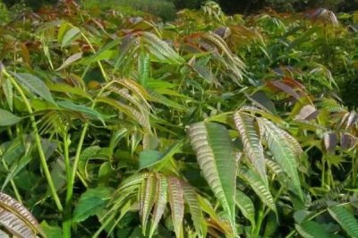 香椿适合在哪里种植,适合在平均气温8-10℃的地区种植