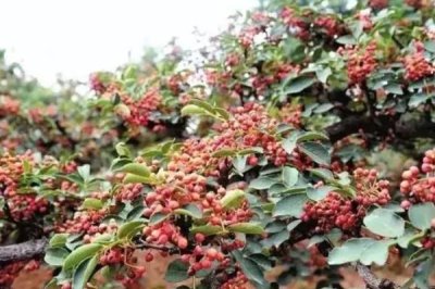 花椒树的种植方式,嫁接通常采用芽接和枝接