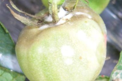 西红柿底部为什么会发黑腐烂,可能发生了晚疫病、褐变型筋腐病、炭疽病等病害