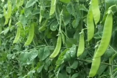 荷兰豆什么时候种植,分为春秋两季播种