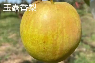 香梨的品种,不同品种的成熟时间不同