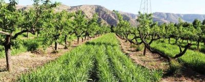 果园里能套种哪些药材,应根据树龄、树冠、无后期进行套栽