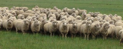 种草养羊有哪些问题较常见,产量和存储问题需费心