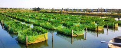 养殖黄鳝的误区，容易出现种苗选购不当、饲料选取不当等问题