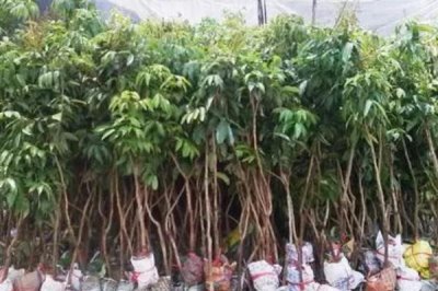 白蜡荔枝苗的价格,约20-30元/株左右