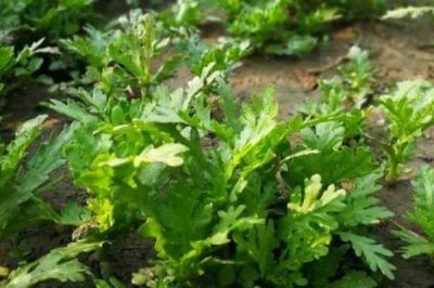 农村种哪些蔬菜具有不错的前景，包括茼蒿、皇帝椒、马苋菜等品种