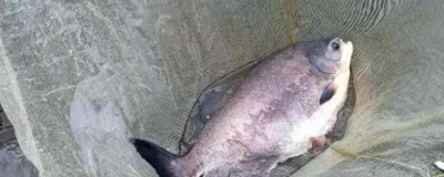 淡水白鲳能不能路亚,可以路亚且比较流行