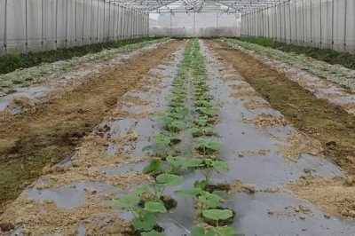 甜瓜育苗的方法,播种前需浸种