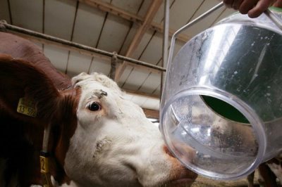 牛犊拉黄稀屎怎么处理，可根据体重喂敌百虫