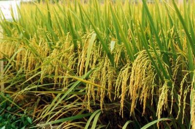 晖两优5281水稻种子特征特性,每亩插足基本苗6万以上