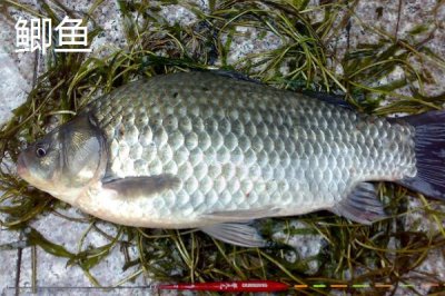 草鱼是不是鲫鱼,二者都是淡水鱼但品种不同