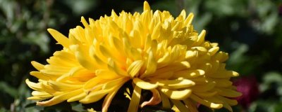 家里是否适合养菊花，株型通常比较小巧适合家养