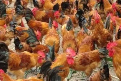 柴鸡的养殖注意事项,饲喂的时间一定要把握好