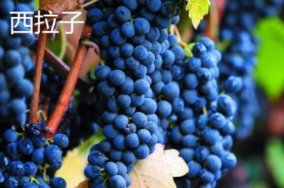 酿制葡萄酒的方法,采摘后需经过多道工序处理才能装瓶