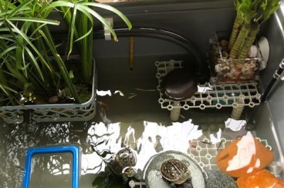 乌龟怎么喂养，要遵循以下四个原则