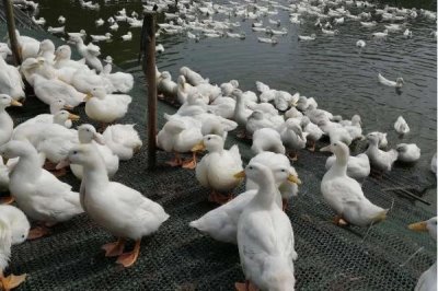 一只鸭子多少斤，成年后通常在3-5斤左右