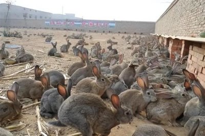 散养100只野兔的成本,总资金需要3万元左右