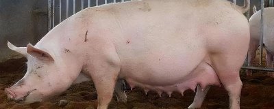 母猪发情多久后可以配种,发情后3-4天配种比较合适