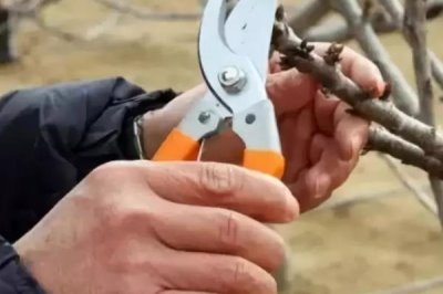 给苹果树修枝的作用,修枝可改善树体营养、提高果实品质