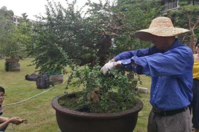 岭南盆景结顶枝法介绍，截掉顶端枝条后再按长势修剪