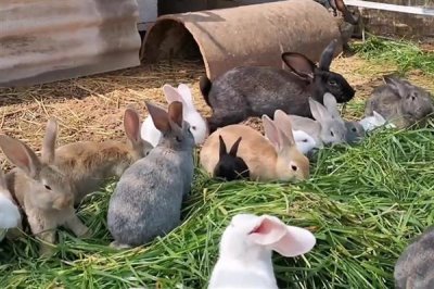 农村养什么动物可以赚钱,毛驴、鹅、野猪等动物值得选择