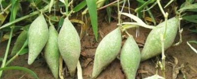 地梢瓜有种子吗,种子就存在于它的果实之中