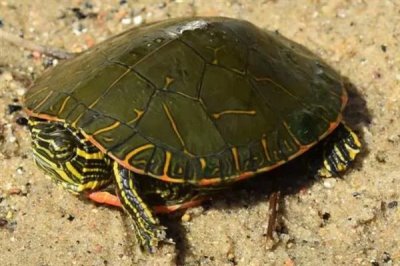 东部锦龟好不好养,饲养难度中等