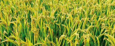 沪软玉1号水稻种子简介，粳型常规水稻品种