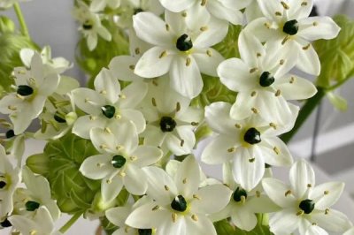 天鹅绒花的养殖方法,选择肥沃、疏松的酸性土壤