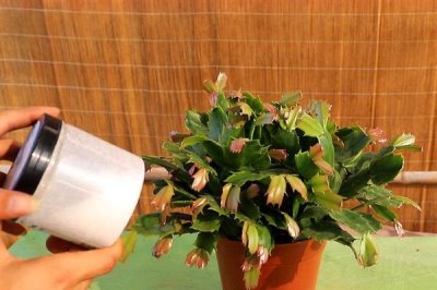 蟹爪兰叶子发黄的原因及处理方法，可能是浇水过多或阳光直射导致的