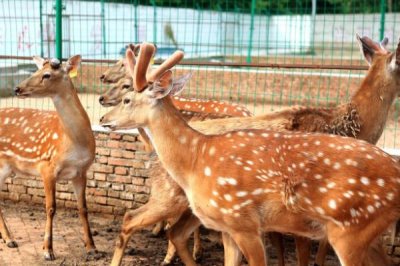 养殖梅花鹿有没有补贴,取决于当地的政策