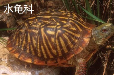 龟的种类,共有这12科