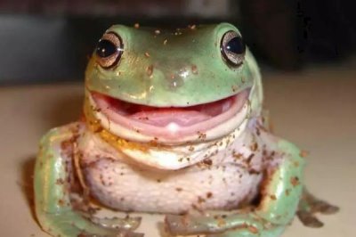 宠物青蛙的食物,可饲喂蚊子、苍蝇、蝗虫等动物性活饵