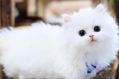 幼猫腹泻的原因，可能是消化不良或感染了寄生虫等