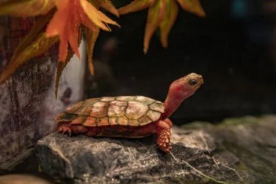 枫叶龟的价格，一般在200-500元一只