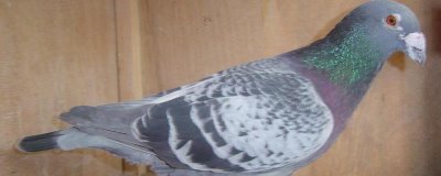 种鸽培育的注意事项,这四点需掌握