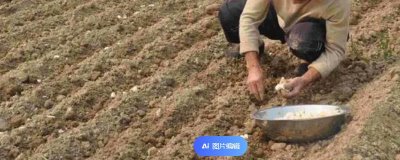 大蒜的种植方法，常采用沟播法