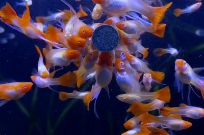 孔雀鱼越养颜色越淡的原因,可能是水温太低或水质太差等