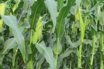 孰美玉糯1号玉米品种的特性，该品种品质评分86.5分