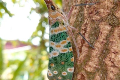 龙眼鸡的价格,一只大概需要6-8元左右