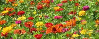 百日菊的养殖方法,整个生育期保持充足的光照