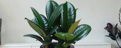 怎么养橡皮树，幼株每隔一年更换一次盆土