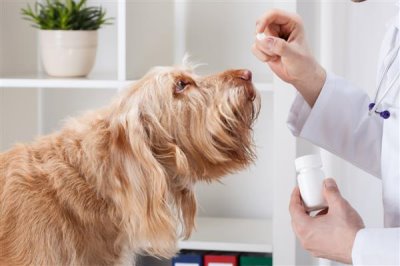犬肺动脉瓣狭窄的症状,表现为运动时呼吸困难、肝脏肿大等