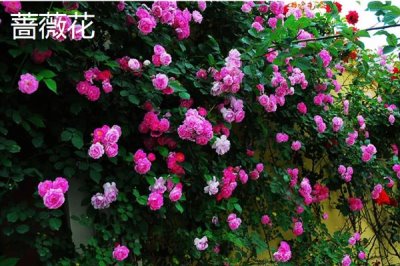 哪些花的花语象征想念，有满天星、水仙花等