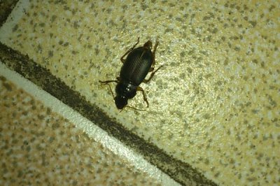 蟑螂会不会飞，具有飞行能力但很少见