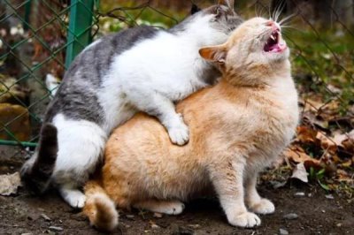 猫咪为什么会患上糖尿病,主要是肥胖、内分泌失调、遗传因素所致