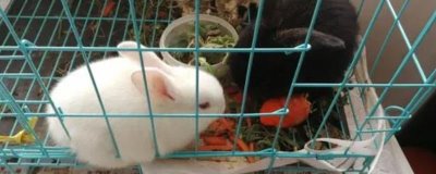 让兔子乖乖回笼的好办法,需要从小开始训练