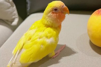 黄桃鹦鹉的智商,比较聪明喜欢与人互动